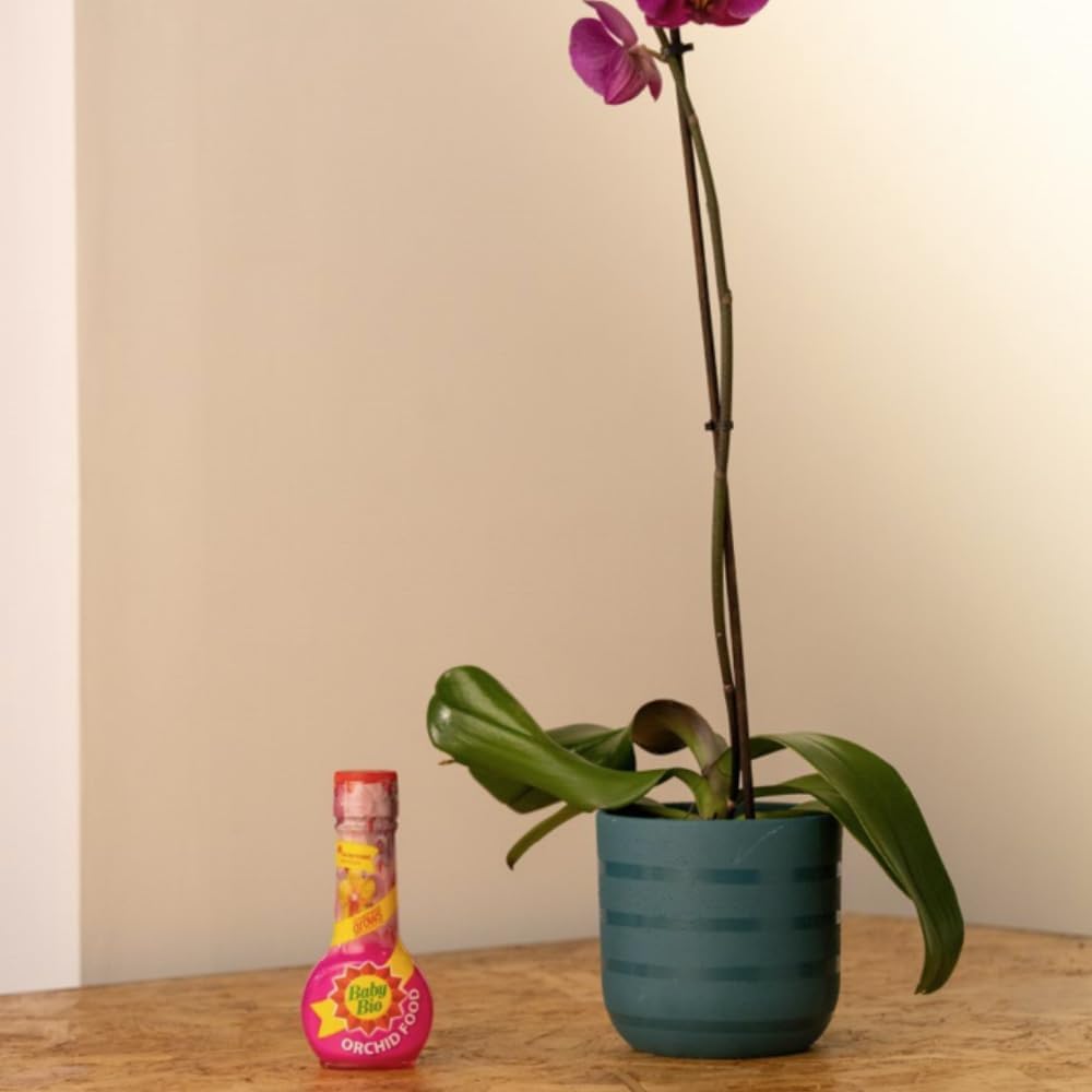 51C9bLKrVmL._AC_SL1000_